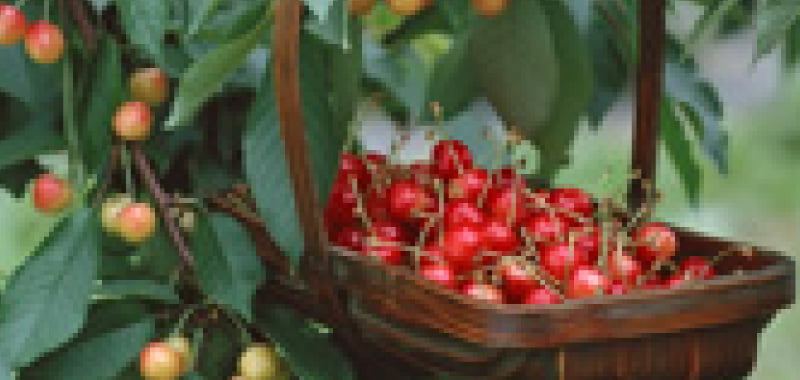 砥山ふれあい果様園