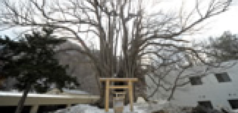 樹齢700年の神木・桂不動